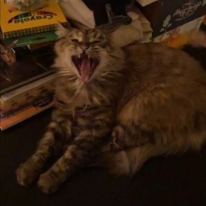 Meet your Posher, Alexis